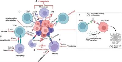 Empowering macrophages: the cancer fighters within the tumour microenvironment in mantle cell lymphoma